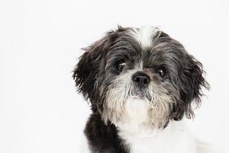 Shih Tzu Dogs for adoption in West Hollywood, CA, USA