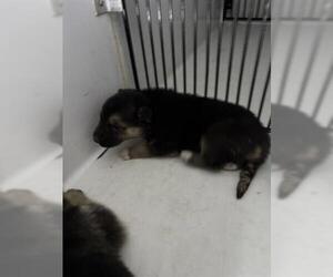 German Shepherd Dog-Unknown Mix Dogs for adoption in Houston, TX, USA