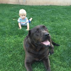 Labrador Retriever-Unknown Mix Dogs for adoption in Maricopa, AZ, USA