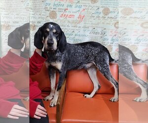 Bluetick Coonhound Dogs for adoption in Martinsburg, WV, USA