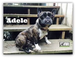 French Bulldog Dogs for adoption in Woodinville, WA, USA
