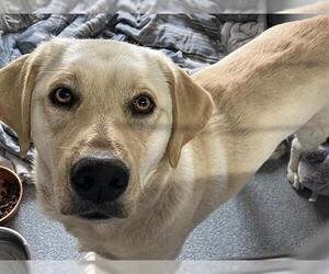 Labrador Retriever Dogs for adoption in Orange, CA, USA