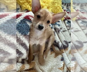 Chihuahua-Unknown Mix Dogs for adoption in Visalia, CA, USA