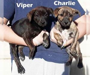 Medium Photo #1 Boxer-Plott Hound Mix Puppy For Sale in Rockaway, NJ, USA