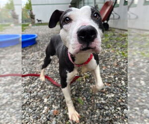 American Pit Bull Terrier-Unknown Mix Dogs for adoption in Anchorage, AK, USA