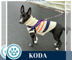 Border Collie-Unknown Mix Dogs for adoption in Kimberton, PA, USA