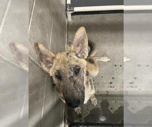 German Shepherd Dog Dogs for adoption in Stockton, CA, USA