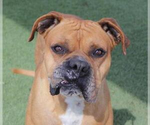 Boxer Dogs for adoption in Ventura, CA, USA