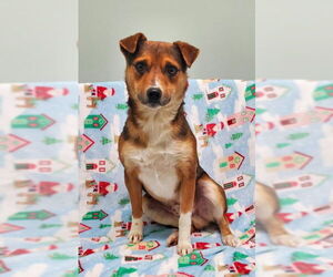 Medium Photo #1 Jack Russell Terrier-Unknown Mix Puppy For Sale in Lake City, MI, USA