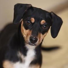 Dachshund Dogs for adoption in Kanab, UT, USA