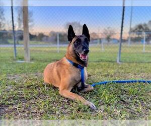 Mutt Dogs for adoption in Vero Beach, FL, USA