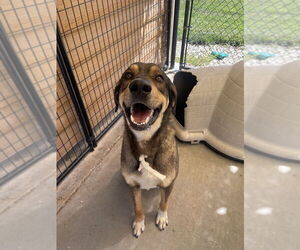 German Shepherd Dog-Unknown Mix Dogs for adoption in Bolivar, MO, USA