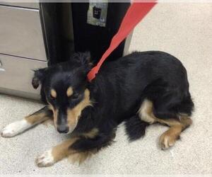 Australian Shepherd-Unknown Mix Dogs for adoption in Riverside, CA, USA