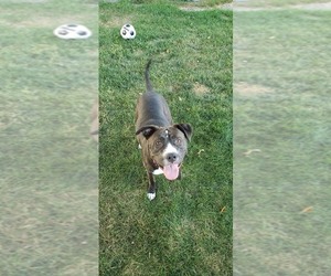 American Bulldog-Labrador Retriever Mix Dogs for adoption in Traverse City, MI, USA