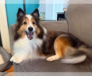 Mutt Dogs for adoption in Abingdon, MD, USA