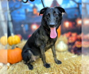 Shepradors Dogs for adoption in Long Beach, CA, USA