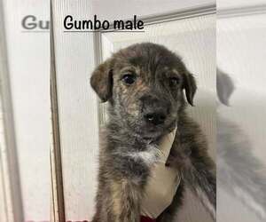 American Pit Bull Terrier-German Shepherd Dog Mix Dogs for adoption in Evansville, IN, USA