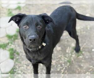 Labrador Retriever-Unknown Mix Dogs for adoption in Tulsa, OK, USA
