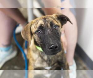 Mountain Cur-Unknown Mix Dogs for adoption in Mountain Home, AR, USA