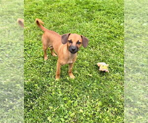 Coonhound-Redbone Coonhound Mix Dogs for adoption in Duluth, MN, USA