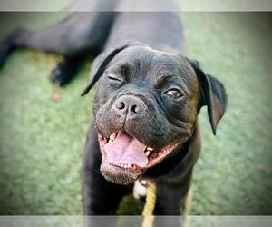 Boxer-Unknown Mix Dogs for adoption in Orlando, FL, USA