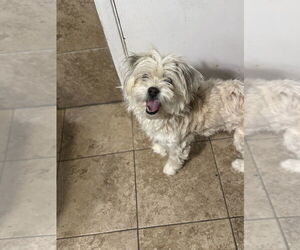 Maltese-Unknown Mix Dogs for adoption in Oak Bluffs, MA, USA