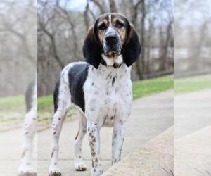 Coonhound-Unknown Mix Dogs for adoption in Hot Springs Village, AR, USA