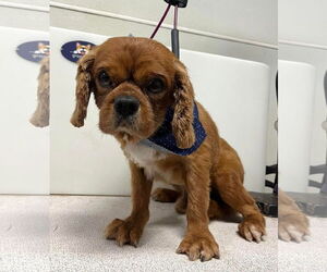 Cavalier King Charles Spaniel Dogs for adoption in Sioux Falls, SD, USA