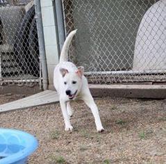 Mastador Dogs for adoption in Warwick, RI, USA