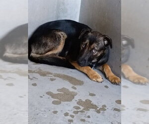 German Shepherd Dog-Unknown Mix Dogs for adoption in San Bernardino, CA, USA