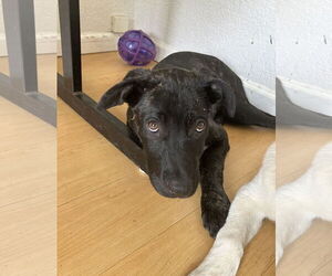 Shepradors Dogs for adoption in Davis, CA, USA