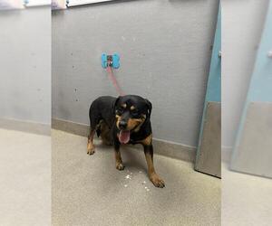 Rottweiler-Unknown Mix Dogs for adoption in Las Vegas, NV, USA