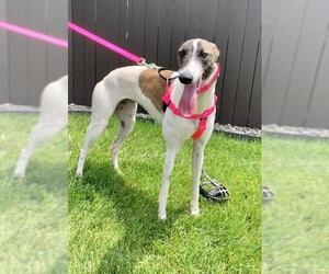 Greyhound Dogs for adoption in Independence, MO, USA