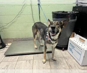 German Shepherd Dog-Unknown Mix Dogs for adoption in Grand Prairie, TX, USA