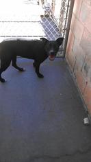 Labrador Retriever Dogs for adoption in Leesburg, FL, USA