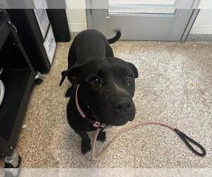 American Pit Bull Terrier Dogs for adoption in Pueblo, CO, USA