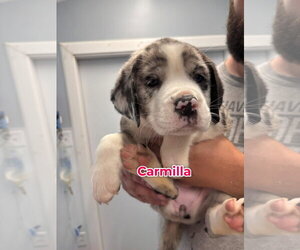 Mutt Dogs for adoption in Jackson Township, NJ, USA
