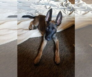 Mutt Dogs for adoption in Imlay City, MI, USA