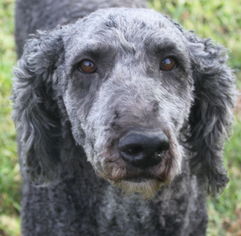 Poodle (Standard) Dogs for adoption in Holden, MO, USA