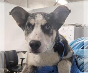 Siberian Husky Dogs for adoption in Bakersfield, CA, USA