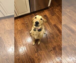 Golden Retriever Dogs for adoption in Fenton, MO, USA