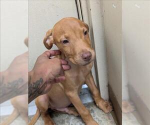 American Pit Bull Terrier-Unknown Mix Dogs for adoption in Texas City, TX, USA