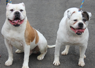 American Bulldog Dogs for adoption in Clayton, NJ, USA