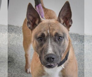 American Staffordshire Terrier-Unknown Mix Dogs for adoption in Huntley, IL, USA