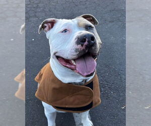 Staffordshire Bull Terrier-Unknown Mix Dogs for adoption in Alameda, CA, USA