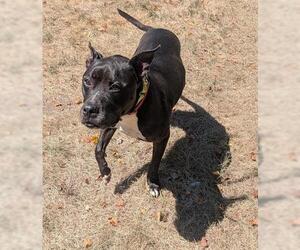 American Staffordshire Terrier-Staffordshire Bull Terrier Mix Dogs for adoption in Akron, OH, USA
