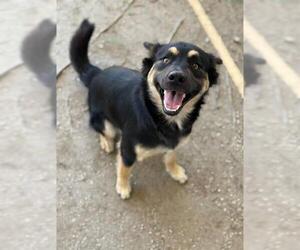 Siberian Husky Dogs for adoption in Riverside, CA, USA