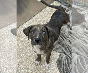Huskies -Retriever Mix Dogs for adoption in Martinsburg, WV, USA