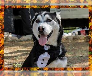 - Mix Dogs for adoption in Ojai, CA, USA