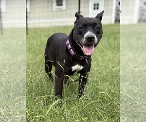 Labrador Retriever-Unknown Mix Dogs for adoption in Virginia Beach, VA, USA